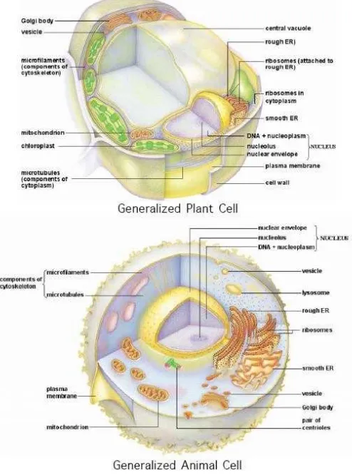 Gambar 4. Perbandingan sel tumbuhan dan hewan 