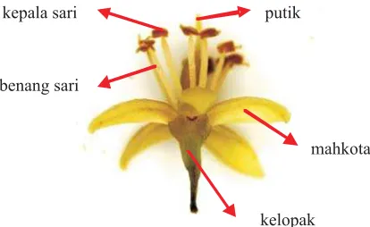 Tabel(Table)3. Keberhasilan Reproduksidi Bogor, Cikampek dan Yogyakarta (A. pavoninaA