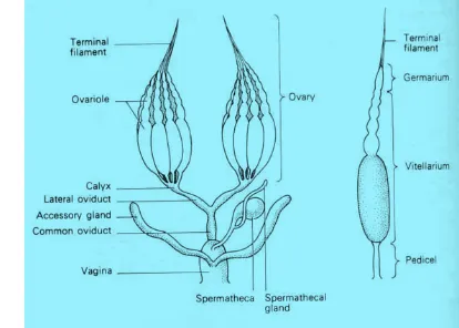Gambar 6 Organ reproduksi nyamuk betina 