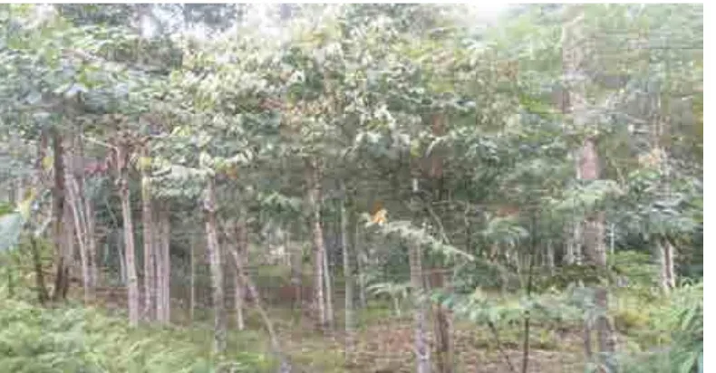 Gambar(Figure)1. Salah atu rofil anamaneranti ampuran aret akyat di Hinas Kiri ()One profile ofmerantiand rubber plantmixedinHinas Kirisptmckr