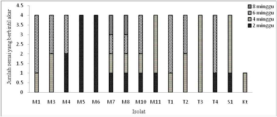 Tabel(Table)1. Respon semai cemara udang terhadap inokulasi frankia (var. incana)The responses ofseedlingson frankiainoculationCasuarinaequisetifolia