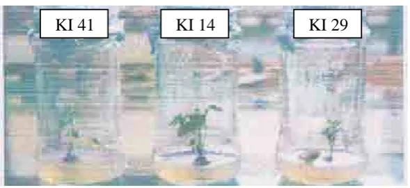 Gambar  (figure)1.  Eksplan yang ditanam pada media M 0 (5Explans were planted on MS0 medium)