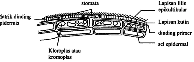 Gambar 3.8. Anatomi albedo pada kulit pamelo (l.adaniya, 2008). 