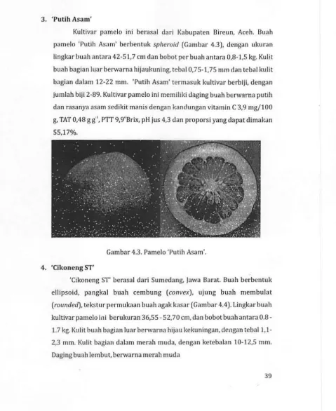 Gambar 4.3. Pamelo 'Putih Asam'. 