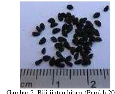 Gambar 2  Biji jintan hitam  (Parakh 2010) 