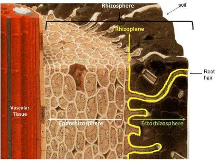 Gambar 1. Gambar skematik potongan akar untuk menggambarkan struktur dari Rhizosfer. Sumber:  McNear, (2013)