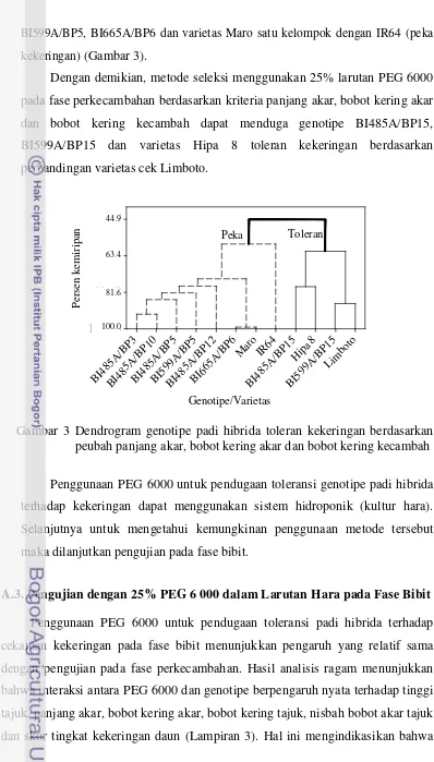 Gambar 3 Dendrogram genotipe padi hibrida toleran kekeringan berdasarkan 