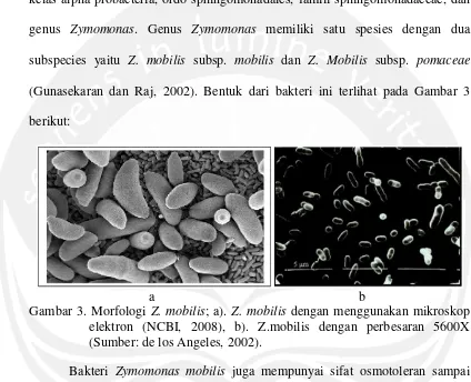 Gambar 3. Morfologi Z. mobilis; a). Z. mobilis dengan menggunakan mikroskop 