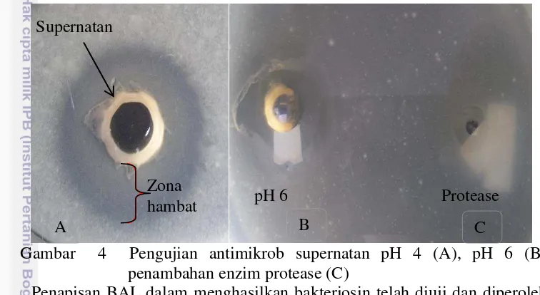 Gambar  4  Pengujian antimikrob supernatan pH 4 (A), pH 6 (B) 