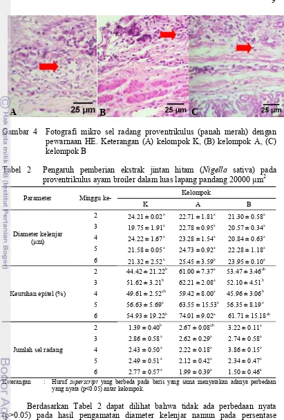 Gambar 4  Fotografi mikro sel radang proventrikulus (panah merah) dengan 