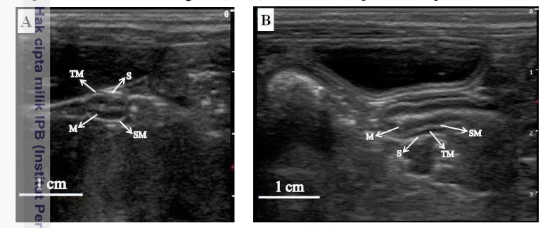 Gambar 7 Sonogram duodenum posisi hewan berbaring lateral kanan (right recumbency). A: 