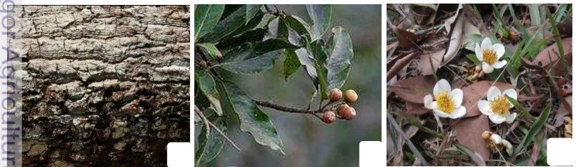 Gambar 1  Puspa: (a) kulit kayu (Wikipedia.org); (b) buah puspa (Wikipedia.org); 