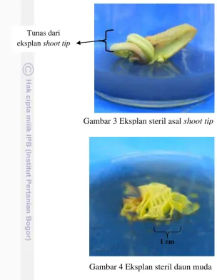 Gambar 4 Eksplan steril daun muda 