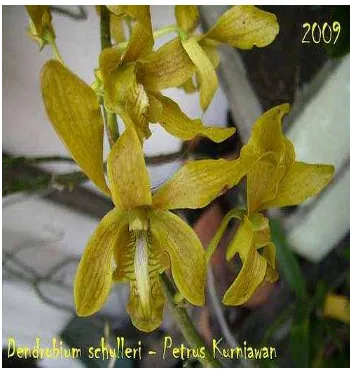 Gambar 1. Dendrobium schulerii 