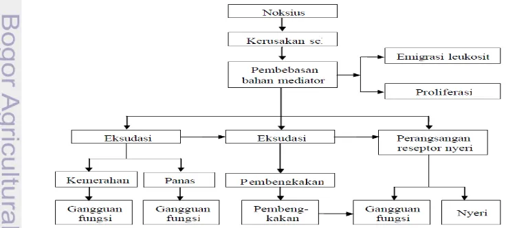 Gambar 3 Proses peradangan (Lumbanraja 2009) 