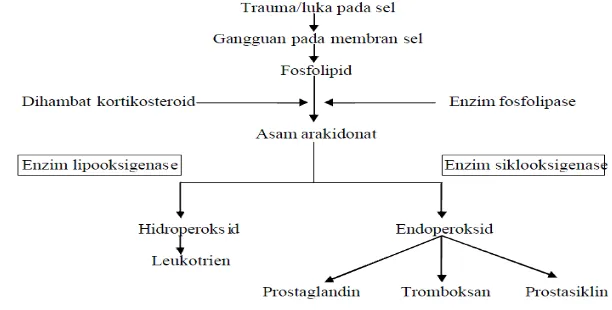 Gambar 4 Biosintesis prostaglandin (Katzung 2002) 