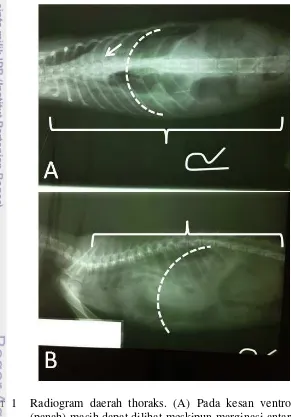 Gambar 1  Radiogram daerah thoraks. (A) Pada kesan ventrodorsal jantung (panah) masih dapat dilihat meskipun marginasi antara batas thoraks dan abdomen sudah tidak jelas