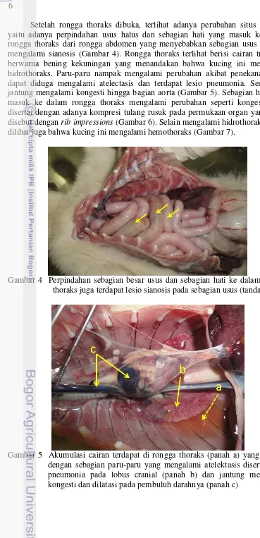 Gambar 5  Akumulasi cairan terdapat di rongga thoraks (panah a) yang disertai dengan sebagian paru-paru yang mengalami atelektasis disertai lesio pneumonia pada lobus cranial (panah b) dan jantung mengalami kongesti dan dilatasi pada pembuluh darahnya (panah c) 