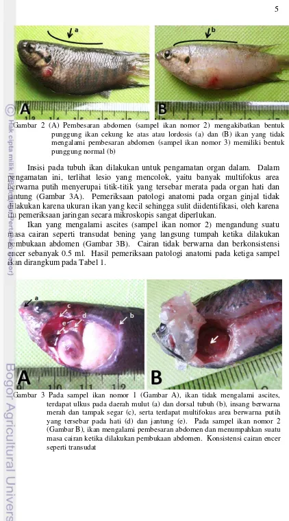 Gambar 2 (A) Pembesaran abdomen (sampel ikan nomor 2) mengakibatkan bentuk 