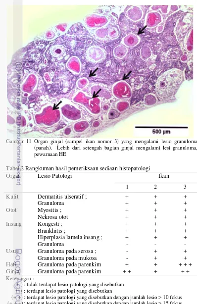 Tabel 2 Rangkuman hasil pemeriksaan sediaan histopatologi 