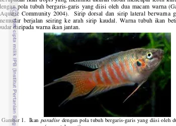 Gambar 1.  Ikan  paradise dengan pola tubuh bergaris-garis yang diisi oleh dua macam 