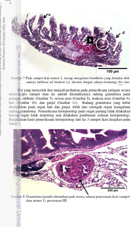 Tabel 2.  Gambar 8  Granuloma (panah) ditemukan pada serosa saluran pencernaan ikan (sampel 