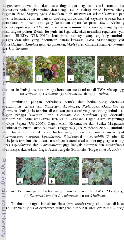 Gambar 16 Jenis-jenis pohon yang ditemukan mendominasi di TWA Madapangga                