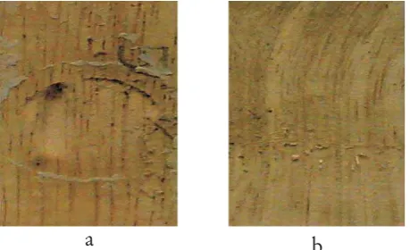Gambar 1. Derajat serangan rayap tanah terhadap contoh ujiFigure 1.Attack degree of subterranean termite on wood sample