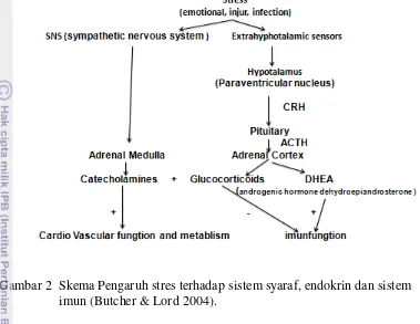 Gambar 2  Skema Pengaruh stres terhadap sistem syaraf, endokrin dan sistem   