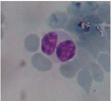 Gambar 5  Eosinofil kerbau lumpur betina (Amanda 2012) 