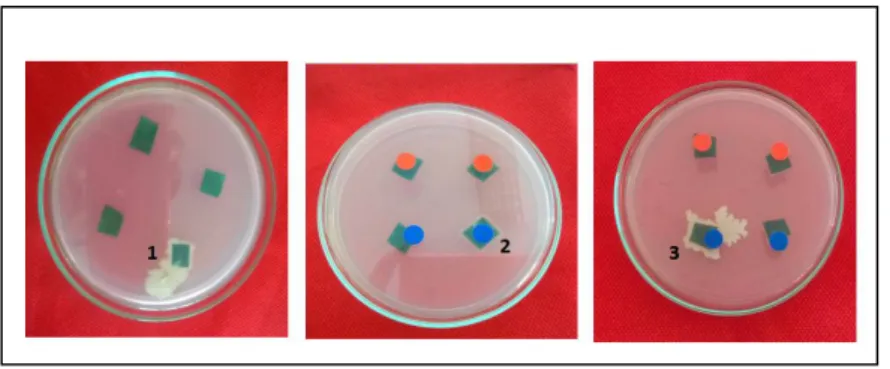 Gambar 1. Isolat bakteri endofit daun salam. 1. Isolat WL-SB, 2. Isolat WL-SK, 3. Isolat  WL-SM1 
