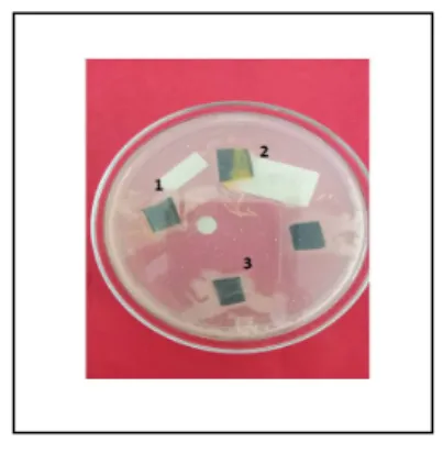 Gambar 2. Isolat bakteri endofit daun salam. 1. Isolat WL-SiP, 2. Isolat WL-SiM, 3. 