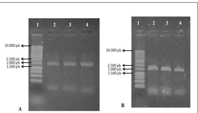 Gambar 3. Hasil elektroforesis amplifikasi gen 16s rRNA bakteri endofit dari daun salam  dan daun sirsak