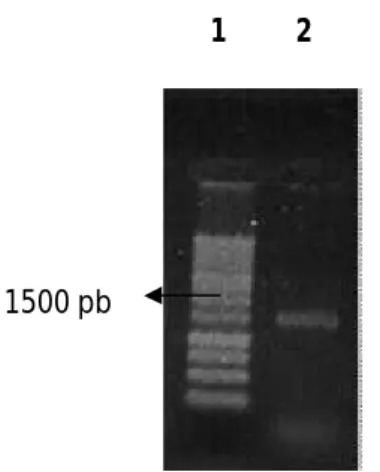 Gambar 2. Hasil Elektroforesis Amplikon Isolat Bakteri WL-SM1. 1: DNA Ladder 1kb, 2: Amplikon  isolat bakteri endofit WL-SM1 