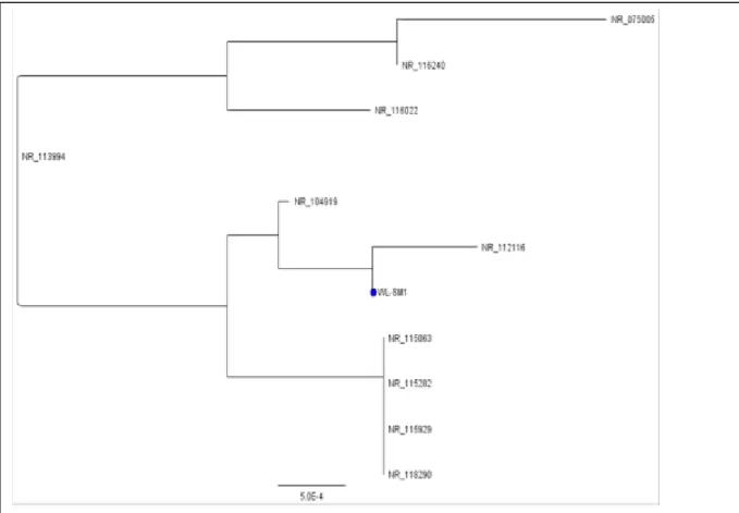 Gambar 3. Hasil analisa filogenetik DNA isolat bakteri WL-SM1 dengan 10 isolat bakteri  secara daring pada laman www.ncbi.nlm.nih.gov  