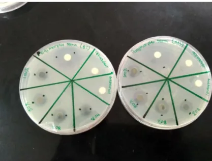 Gambar 4. Hasil uji antibakteri Bacillus subtilis dan Micrococcus luteus 