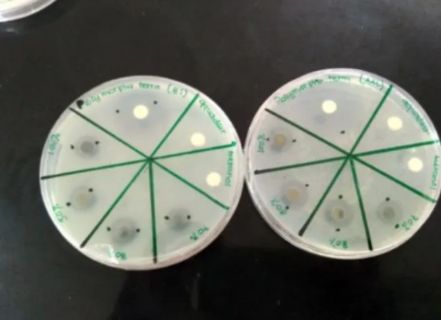 Gambar 1. Hasil uji antibakteri Bacillus subtilis (kiri)  dan Micrococcus luteus (kanan) 