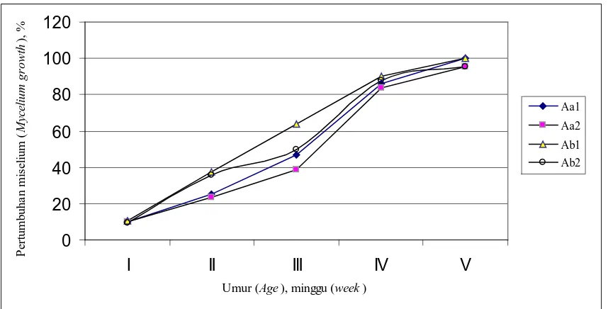 Gambar (  Figure) 1. Pertumbuhan miselium pada media yang diinokulasi bibit P3HH (A), umur 1-5 minggu (mycelium growth on media inoculated by spawn P3HH, after incubated 1-5 weeks) , a = bibit diremuk (shattered spawn), b= bibit dicolek (pinched spawn), 1 