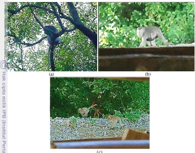 Gambar 6  Monyet ekor panjang di lokasi penelitian (a) Jantan dewasa; (b) Betina 