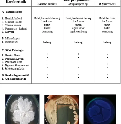 Tabel 1.   Karakteristik  bakteri yang terdapat di rizosfer perakaran graminae padamedium SPA  dan King’s B (umur 72 jam) 