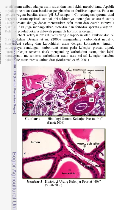 Gambar 4        Histologi Umum Kelenjar Prostat “4x” 