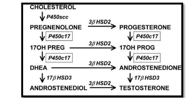 Gambar 6    Jalur biosintesis Testosteron  (Flück et al. 2003) 