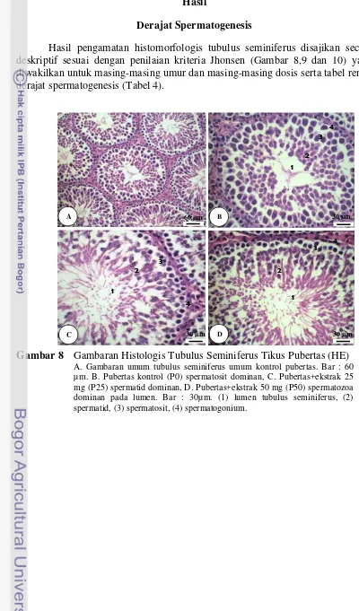 Gambar 8 Gambaran Histologis Tubulus Seminiferus Tikus Pubertas (HE) 