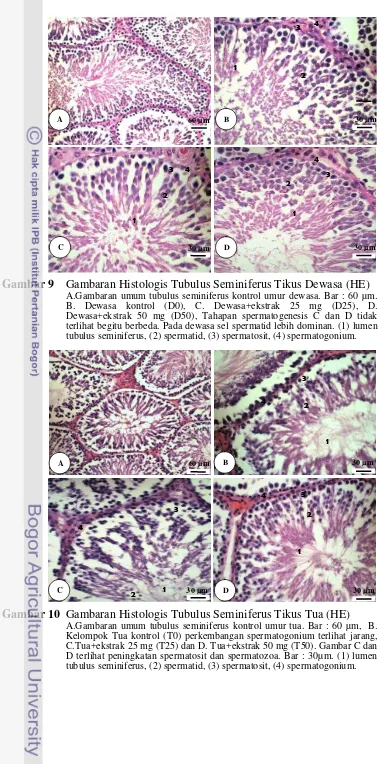 Gambar 9 Gambaran Histologis Tubulus Seminiferus Tikus Dewasa (HE) 