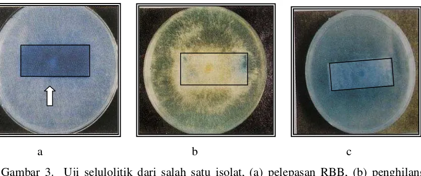 Gambar 3.  Uji selulolitik dari salah satu isolat, (a) pelepasan RBB, (b) penghilangan 