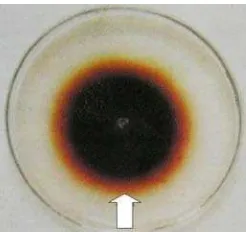 Gambar 4.  Uji lignolitik dari salah satu isolat  (tanda panah menunjukkan lingkaran area 