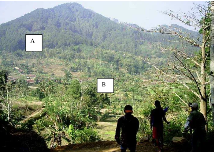 Figure 2. The usage of support tree, A = setting of support tree, B = Log hanging at the air at ascertain height