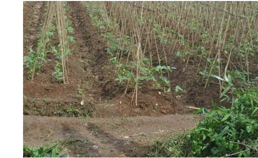 Gambar 5. Tanaman Kacang Panjang yang Ditanam Petani Kacang Panjang di Kecamatan Nagrak Tahun 2012 