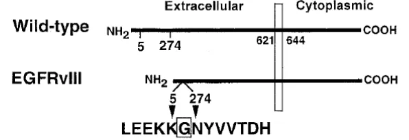 Gambar 1 Skema Struktur Protein pada EGFR  Wild-type dan EGFRvIII  