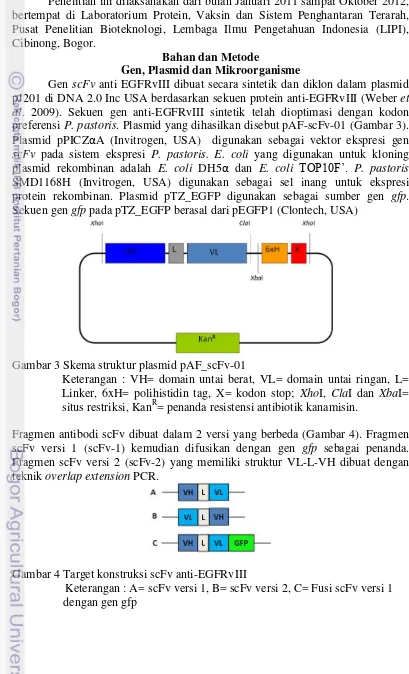 Gambar 3 Skema struktur plasmid pAF_scFv-01 